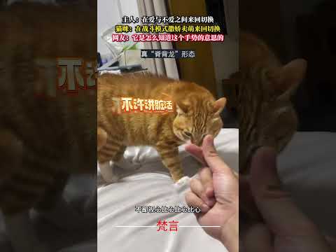 主人：在愛與不愛之間來回切換 貓咪：在戰鬥模式撒嬌賣萌來回切換 貓 意外 萬萬沒想到 有趣 搞笑 萌寵 cat ama…