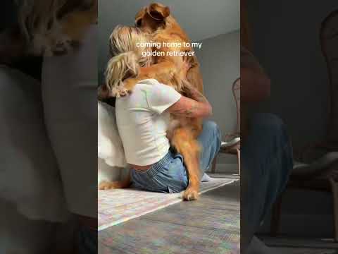 coming home to my golden retriever❤️india retreiver dog pup… サムネイル