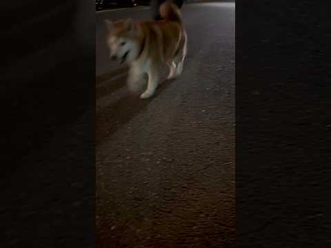 柴犬福 兄に呼ばれた時の柴犬🤣Brother and Shiba🤣shorts 柴犬 japanesedog shib… サムネイル