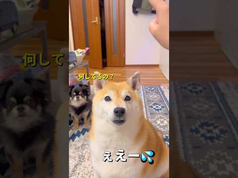 気分屋さん🐶🎵柴犬 チワワ shorts サムネイル