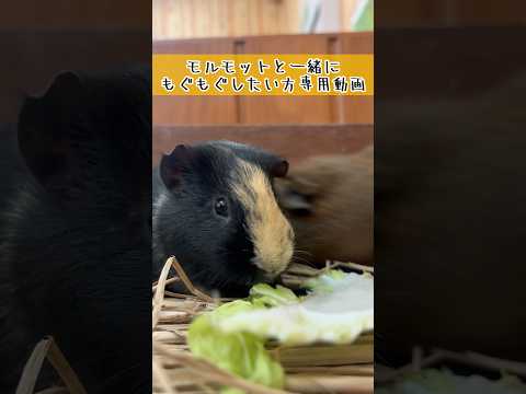 モルモットと一緒にもぐもぐしたい方専用動画 東武動物公園 かわいい 動物 癒し animals zoo モルモット も… サムネイル