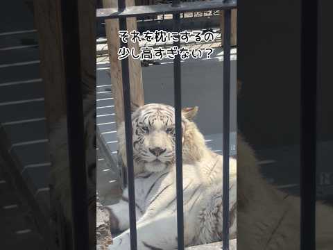 枕、高すぎん？ 東武動物公園 動物 animals zoo かわいい ベンガルトラ ホワイトタイガー シュガー 枕は高… サムネイル