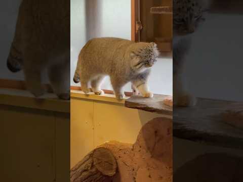 shorts ローちゃんそこはおトイレでは無いっと💦　マヌルネコ　埼玉県こども動物自然公園にて　2026年3月7日 サムネイル