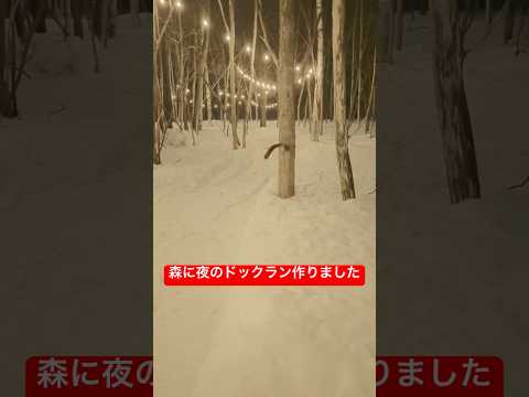 いぬ達の喜ぶ顔が見たくて夜のドックラン作りました🌉shorts goldenretriever グレートピレニーズ ゴ… サムネイル