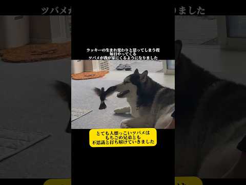 【生まれ変わり】形を変えて帰ってきたスズメのラッキー シベリアンハスキー 柴犬 スズメ燕