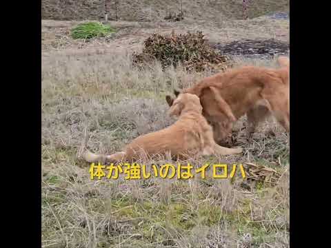 母娘親子のゴールデンレトリバーがワンプロ goldenretriever 大型犬のいる生活 ゴールデンレトリバー do… サムネイル