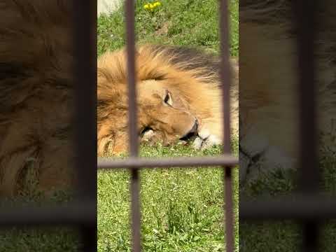 shorts たんぽぽとアース父さん🦁　ライオンファミリー　のんほいパークにて　2026年4月3日 サムネイル