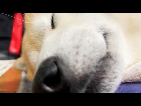 ひるね中にぷぅぷぅとかくぅくぅ言っている柴犬 サムネイル