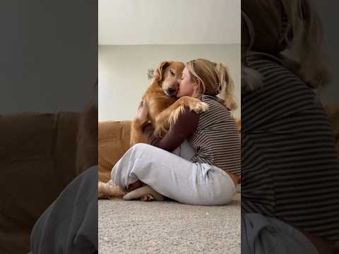 coming home to my golden retriever🥵 goldenretreiver dog ind… サムネイル
