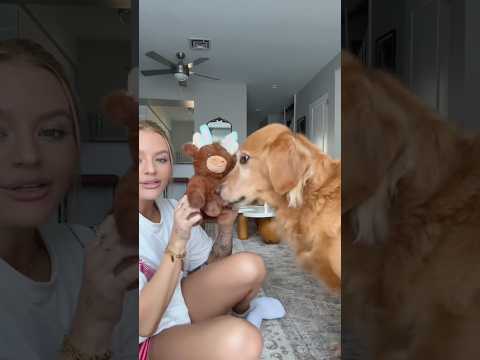 coming home to my golden retriever🥵 goldenretreiver dog ind… サムネイル