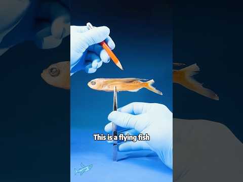 Have You Ever Seen a Fish with Wings That Flies? 🐟🔥animals… サムネイル