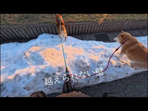 氷の塊をやすやすと越えていくココさんと腰痛弱者 サムネイル