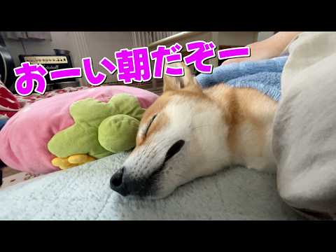 【人間気分】目が覚めると横で柴犬が布団で寝てる　柴犬小夏　岡山散歩