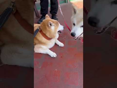 柴犬福 柴友と会った時の柴犬😍Shiba-Friend🤩shorts funny bts 柴犬 japanesedog… サムネイル