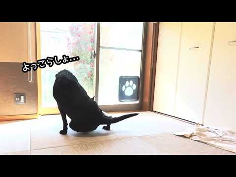 【熱愛発覚】柴犬と黒ラブがラブラブな訳とは... サムネイル