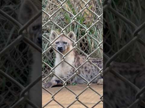 shorts トーフくん☺️  ブチハイエナ　千葉市動物公園にて　2026年4月18日 サムネイル