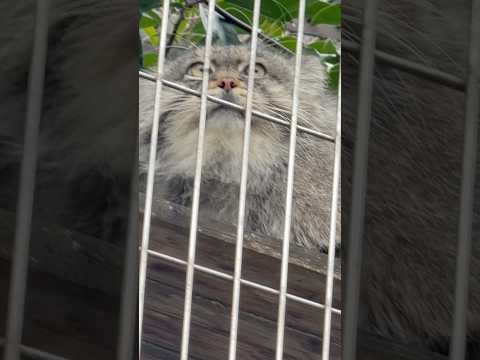 shorts しみじみと やっぱりエルくんカワイイなぁと☺️  マヌルネコ　東山動植物園にて　2026年3月13日 サムネイル