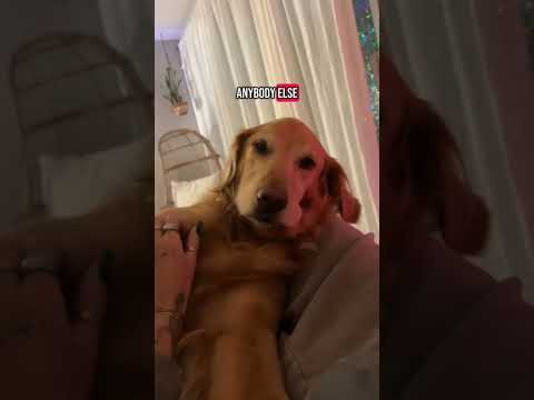 dog-tor coby to rescue🛟goldenpup puppy goldenpupppy dogbree…
