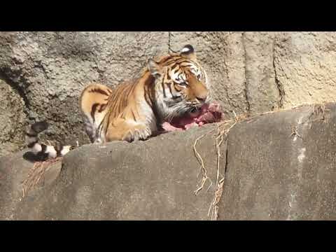 今日はサーシャの日　アムールトラ　浜松市動物園にて　2026年2月14日 サムネイル