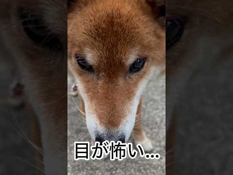’26.6.8 力丸がそわそわ… 柴犬 shibainu 柴犬のいる暮らし 柴犬の日常 どアップ 力丸 サムネイル