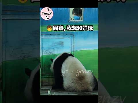 圓寶和哥哥的搞笑互動🤣 panda cuteanimals  貓熊 taipeizoo 台北市立動物園 shorts サムネイル