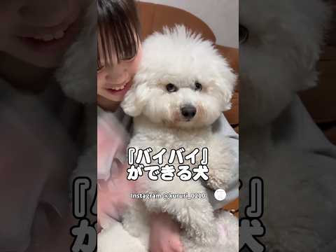 手を振ってバイバイする犬が可愛すぎる　ビションフリーゼ 犬　かわいい かわいい犬 犬のいる暮らし サムネイル