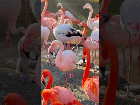 shorts 成鳥の中に今年生まれの幼鳥ちゃん　ヨーロッパ&ベニイロフラミンゴ　王子動物園にて　2025年12月27日 サムネイル