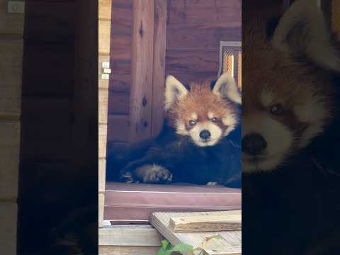 shorts 風太くん  ギャラリーを気にしつつ毛づくろい　レッサーパンダ　千葉市動物公園にて　2026年5月9日 サムネイル