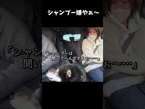 シャンプー嫌や サムネイル