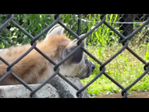 イトゥバちゃん☺️ ブチハイエナ 千葉市動物公園にて 2026年4月18日