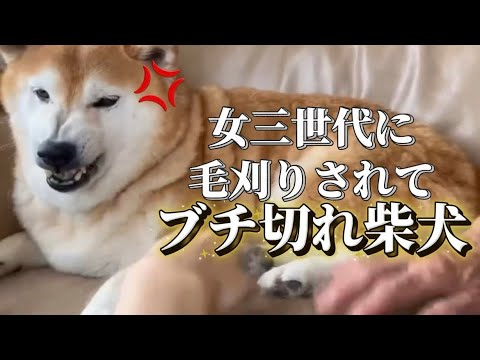 柴犬福 女3世代に毛刈りされてブチギレ柴犬、リニューアルver.🤣Sister,Mother,Grandma vs S… サムネイル
