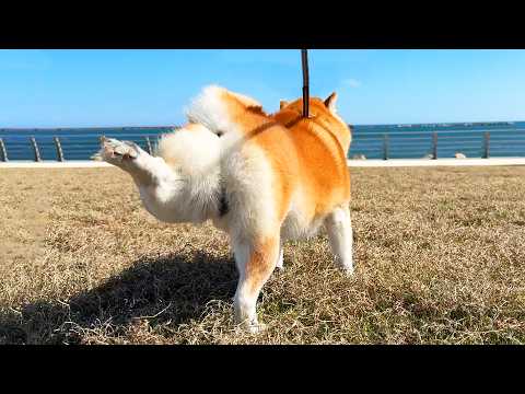 怒涛の柴犬ステップのあと、一回ピョコンと飛び跳ねてから歩き出す柴犬 サムネイル