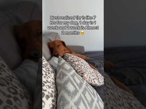 No long trips without him 🥺 サムネイル