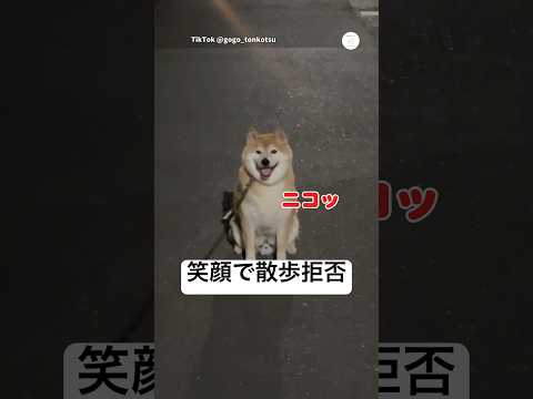 笑顔で散歩拒否する柴犬🐶　　　　　　　　　　柴犬　犬　拒否柴　犬のいる暮らし かわいい犬 サムネイル