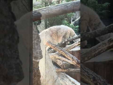 shorts ボル🌈くん？　マヌルネコ　那須どうぶつ王国　IMG 9910 サムネイル