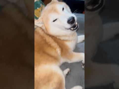 柴犬福 母を出迎える寝起き柴犬🤩Mother's boy🤣shorts 柴犬 shibainu funny comed…