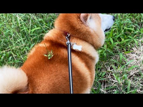 柴犬ラジコンぶいんぶいん サムネイル