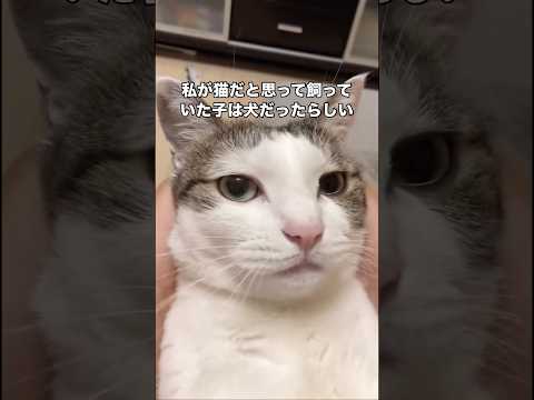 整腸剤を頑張って飲んだ愛猫に労いの言葉をかけた結果 猫 整腸剤 ヌコ shorts サムネイル