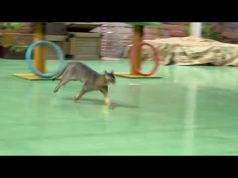 オープニング♪ なかなか見れない猫によるショー ザ・キャッツ(午前)    那須どうぶつ王国にて　2026年4月26日 サムネイル