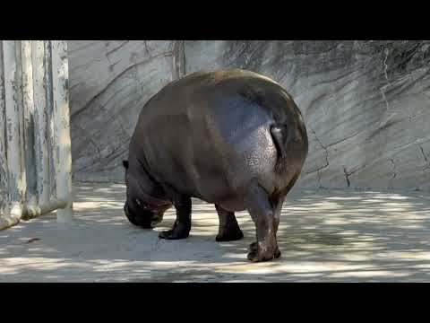 朝のモグモグ タイム　コビトカバのコユリさんミライくん　東山動植物園にて　2026年3月14日 サムネイル