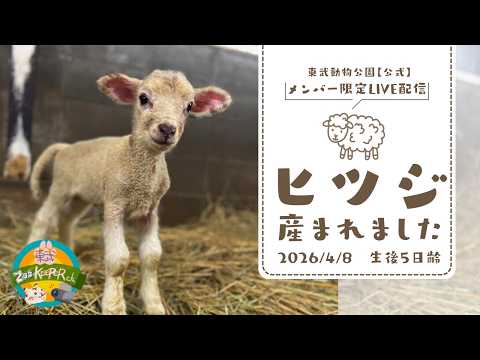 東武動物公園　公式YouTubeチャンネル【4/3産まれ仔ヒツジ🐑メンバー限定先行公開】 サムネイル