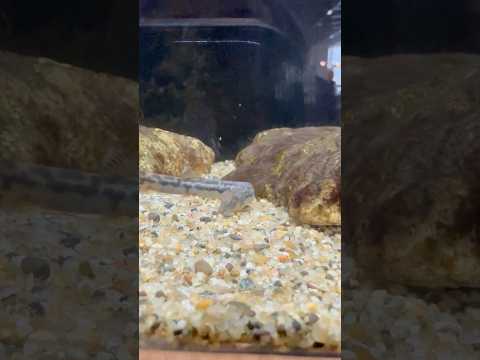 shorts アジメドジョウ　どぜうを好きにきみもなろう！山梨県立富士湧水の里水族館にて　2026年2月21日 サムネイル