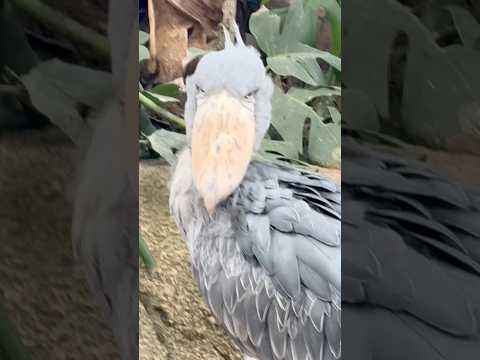 shorts ボンゴくん 今日は割と静か⁈ ハシビロコウ　那須どうぶつ王国にて　2026年3月29日 サムネイル