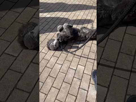 shorts ゴロゴロっとソフィーちゃん　スタンダードプードル🐩　那須どうぶつ王国　2026年1月11日 サムネイル