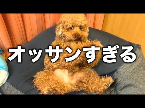 態度がオッサンすぎて人間味溢れるトイプードルw サムネイル