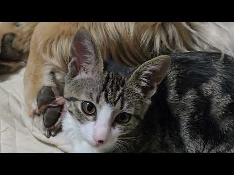 深夜のゴールデンレトリバー親子と子猫のキビ　ゴールデンレトリバー 大型犬のいる生活 kitten cat golden… サムネイル