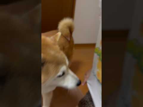 柴犬福 姉にトンチキTシャツの説明をされてキレる柴犬🤣Sis and Shiba🤣姉と柴 shorts 柴犬 japa… サムネイル