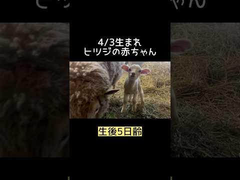 ヒツジの赤ちゃん、明日公開！ 東武動物公園 動物 癒し 動物園 かわいい animals zoo ヒツジ 赤ちゃん サムネイル