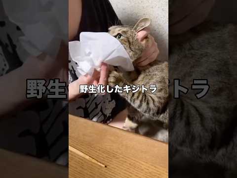 普段はヴーとか言わないのに骨付き鶏肉をゲットして我を忘れてしまったキジトラ キジトラ 猫 野生化 shorts サムネイル