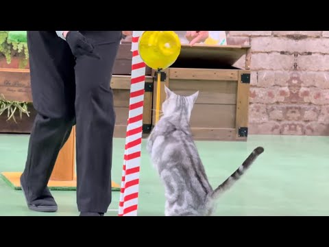 ヒマワリちゃん🌻 なかなか見れない猫によるショー ザ・キャッツ　那須どうぶつ王国にて　2025年1月9日 サムネイル